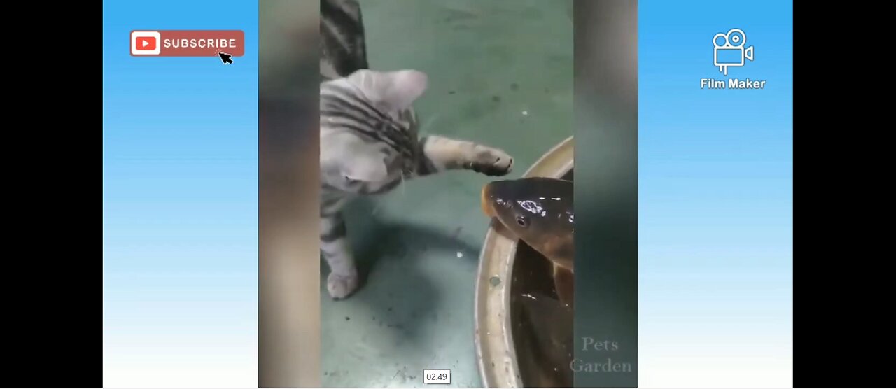 Comedy Unlimited with Beautiful Cats Funny Felines!