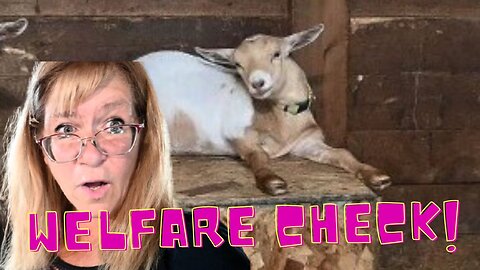 WELFARE Check For Our ANIMALS On The HOMESTEAD!