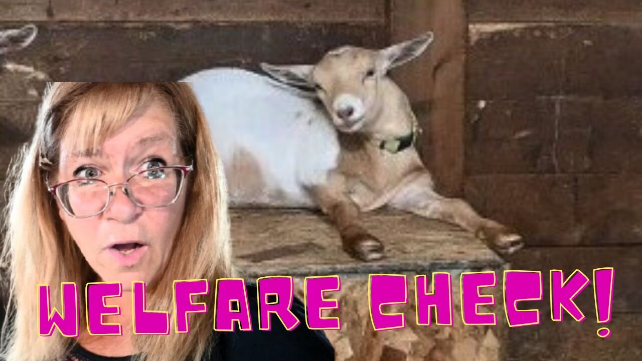 WELFARE Check For Our ANIMALS On The HOMESTEAD!