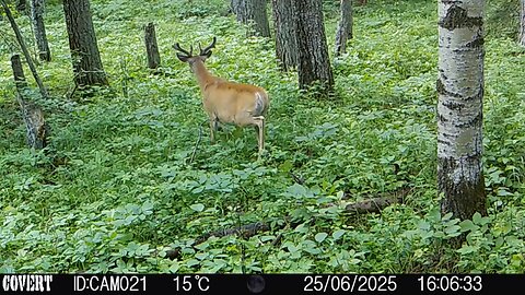 Alberta Whitetail 2025 - Episode 1 - Trail Cams