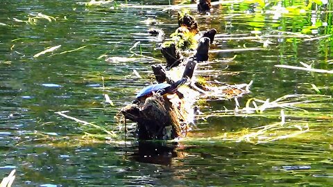 Painted Turtle