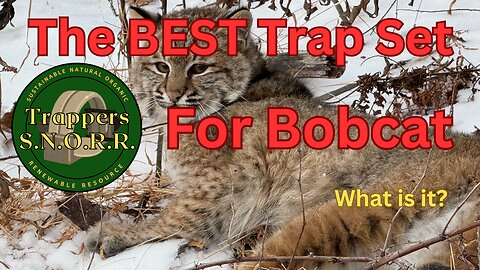 The BEST Trap set for Bobcat