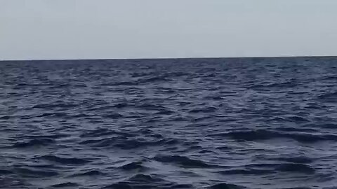 Commuter traffic stops for whales on Australia's humpback highway