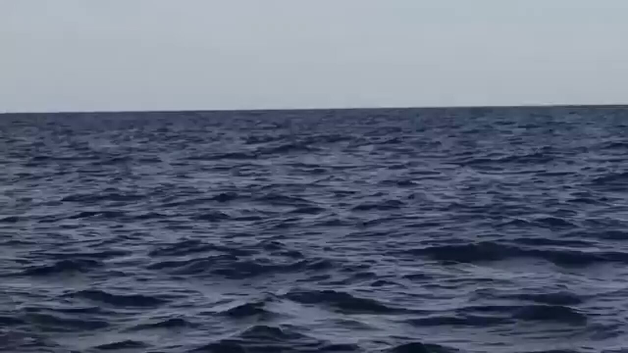 Commuter traffic stops for whales on Australia's humpback highway