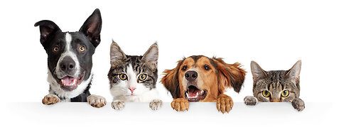 A vegetarian diet is unhealthy for cats and dogs