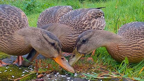 The 4 Ducklings and Mother Hen at the End of Moat Pond