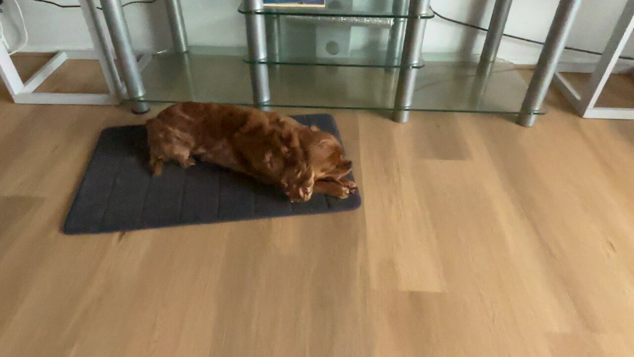 😄🐕❤️ yummy