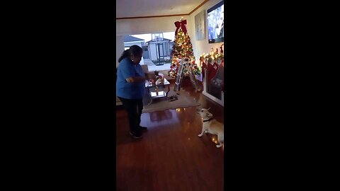 Dancing Dog. El Perrito Bailador. 11.30.2025 跳舞的狗。2025年11月30日