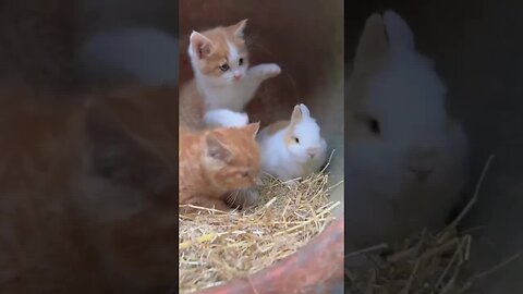 Cute cats and cute little rabbits, rabbits, cats, little cute little pets in the countryside