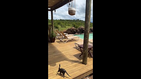 Elephants decide to share the pool