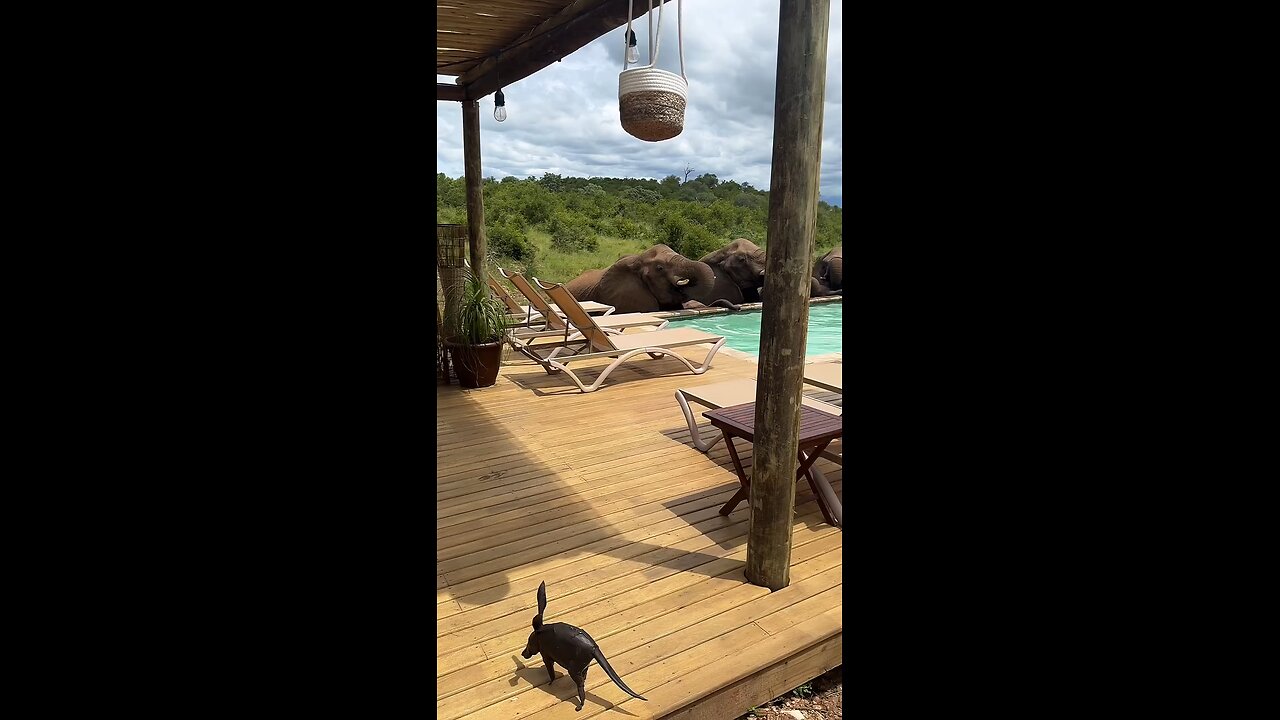 Elephants decide to share the pool