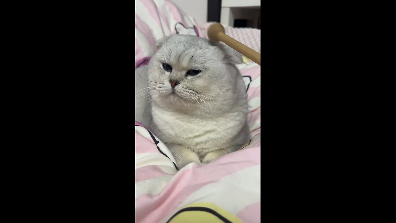 dont disturb me human😾