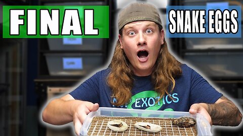Cutting Our FINAL Ball Python Clutch of the Season! (Hypo Ultramel Pied x Triple Het)