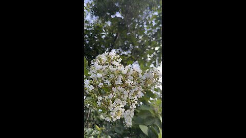 Mayo Florida flowers
