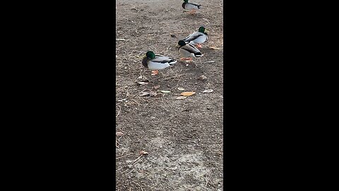 Mallard Ducks 🦆 #mallardducks #ducks #duck #followme #shorts #viral #trending