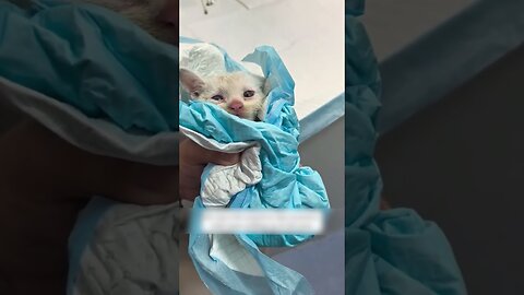The guy saved the kitten right off the road with the rear-view camera