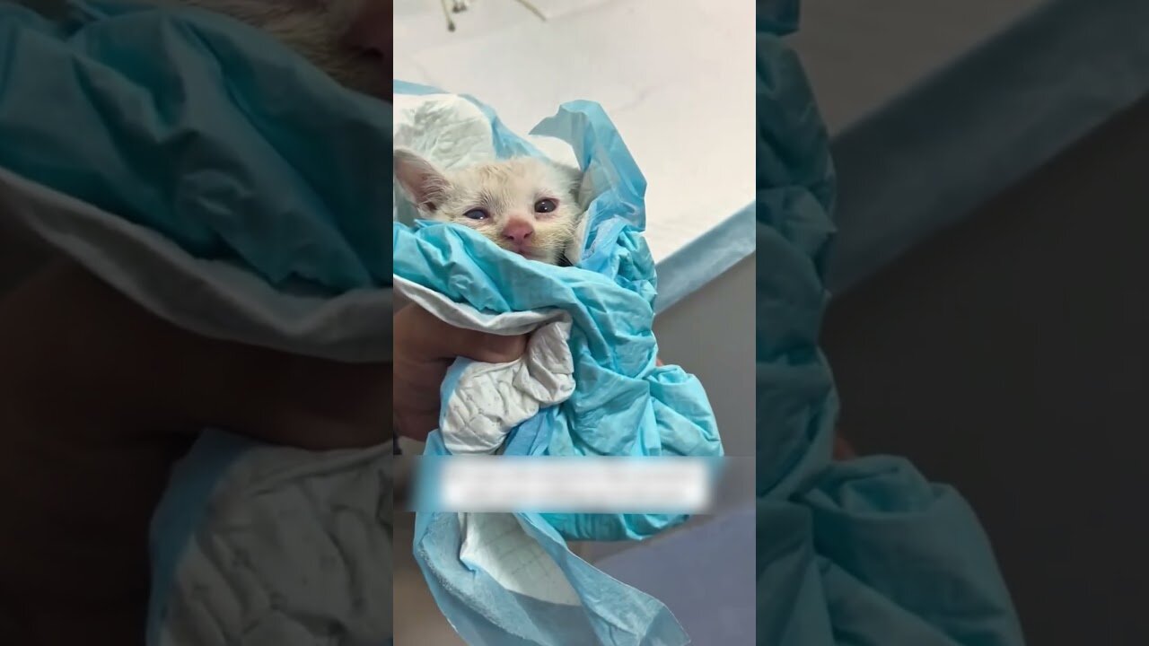 The guy saved the kitten right off the road with the rear-view camera