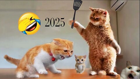 Funniest animals 2025 🤣 New funny cats and dogs videos 😹🐶