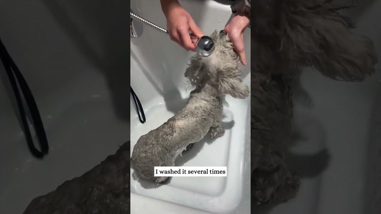 No one paid any attention to the homeless dog but the guy noticed it and gave it to the house