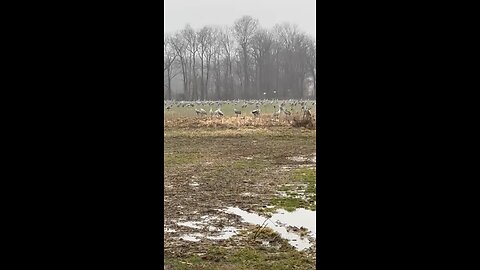 Sandhill Cranes
