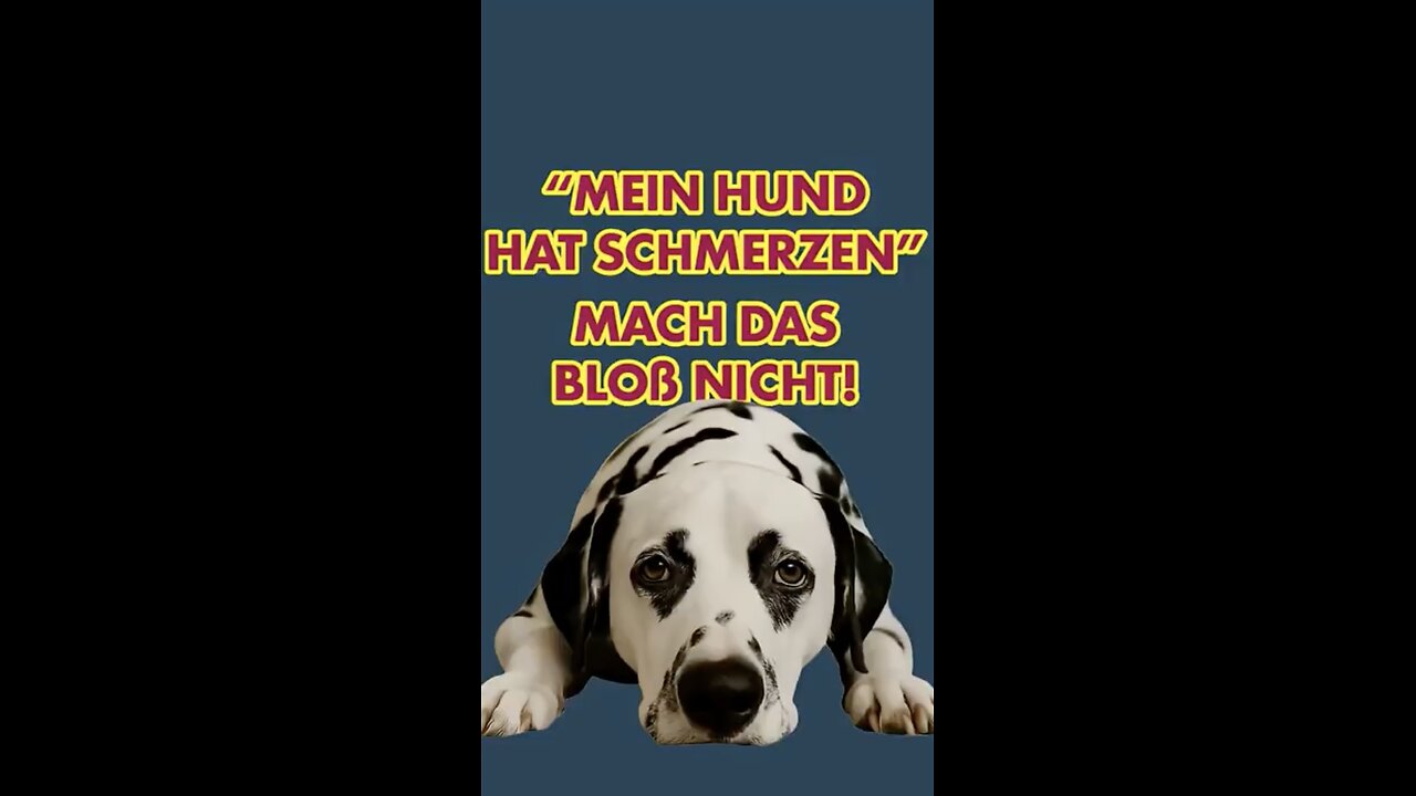 Wenn Hunde unter Schmerzen leiden, dann leiden ihre Halter mit.