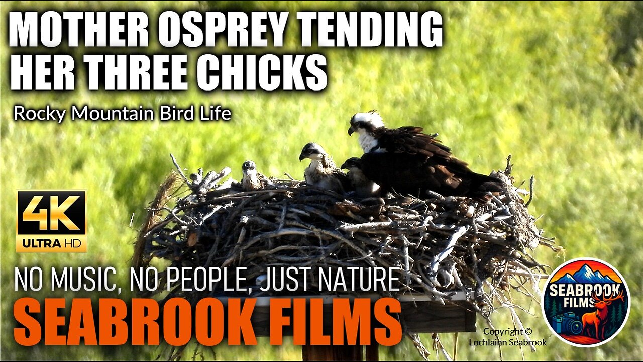 Mother Osprey Tending Her Three Chicks: Rocky Mountain Bird Life