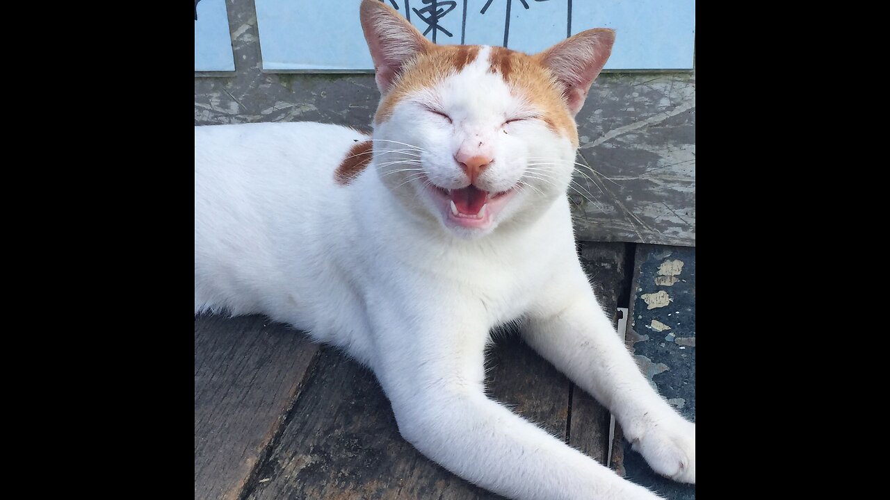 Funny and Cute Cats Collection - Part 45