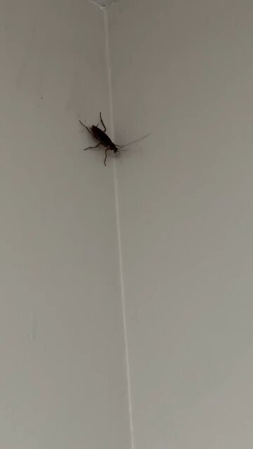 The pest control guy for work is doing a terrible job! 😂🤣😂