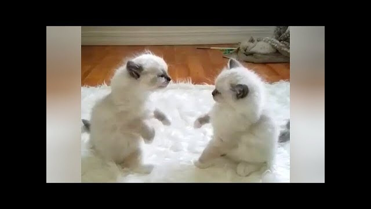 OMG what's up with these PETS? - Super HILARIOUS ANIMAL videos