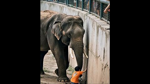 The elephant helps the boy out