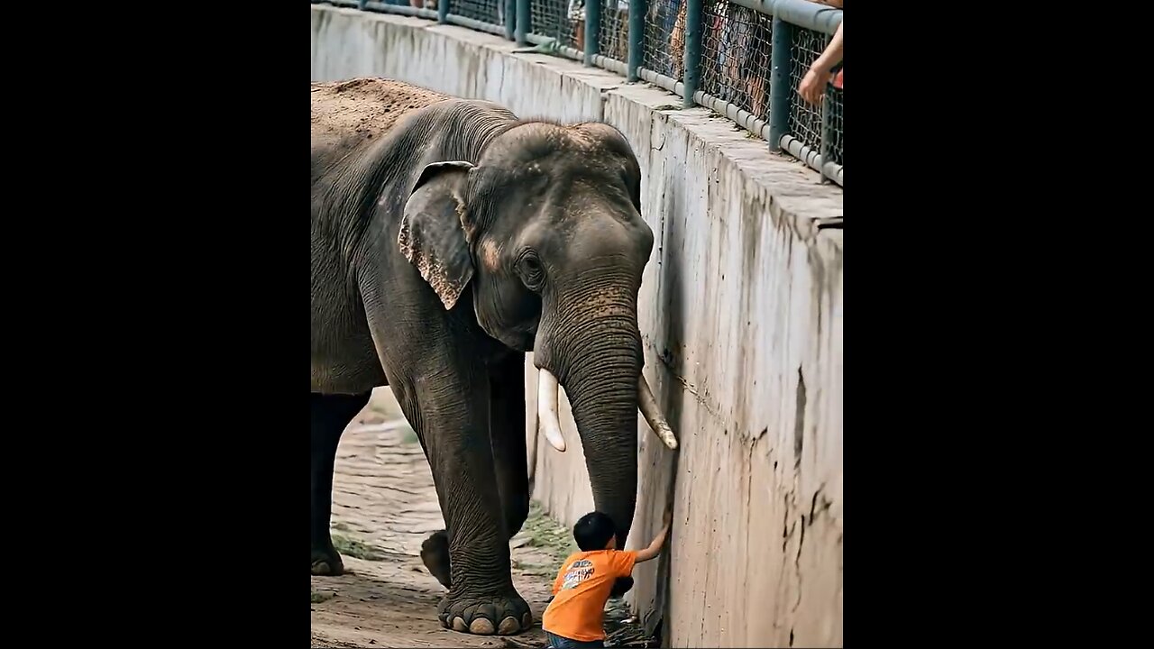 The elephant helps the boy out