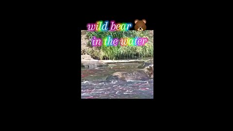 wild bear in the water