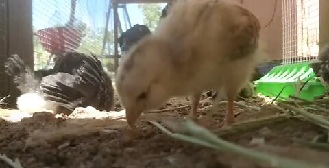 Chicks and Goosling (Brooder Live)