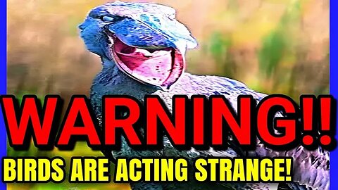 Birds Are Eerily Dying Together... And No One Knows Why / Hours Of Horror