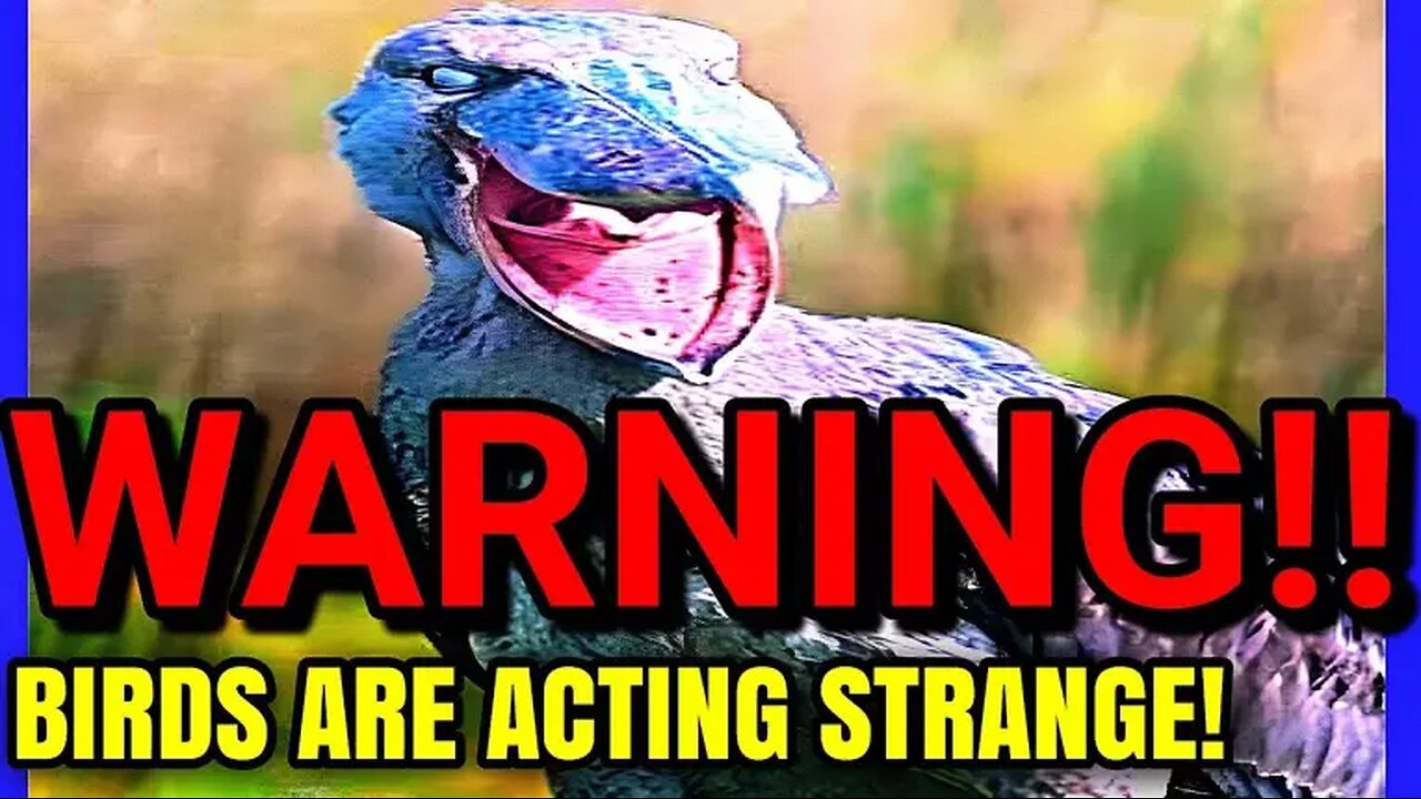 Birds Are Eerily Dying Together... And No One Knows Why / Hours Of Horror