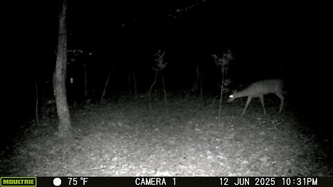 Trailcam