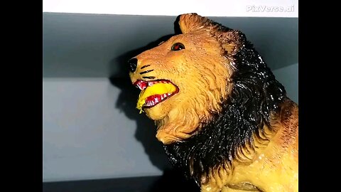 Male lion eats and swallows a hanky. ❤🦁