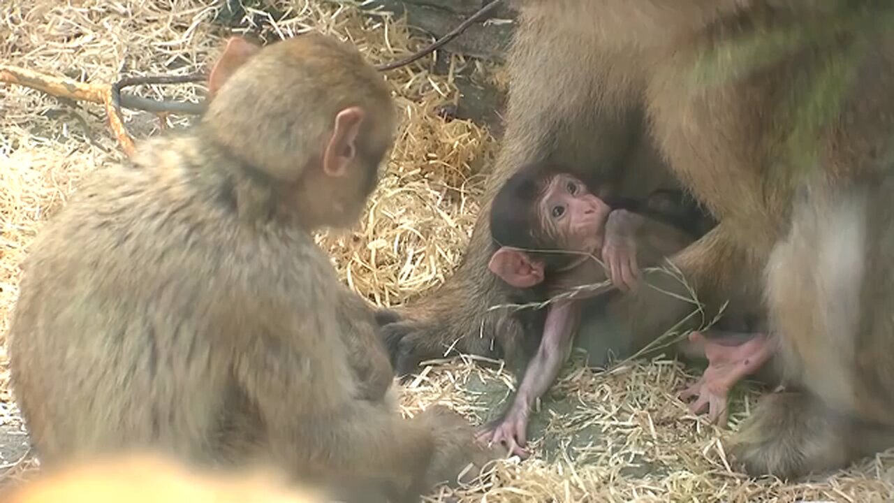 Rare twin Barbary macaque monkeys born at German Zoo