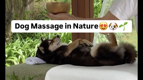 Ultimate Dog Relaxation in Nature | Stress Relief for You & Your Pup