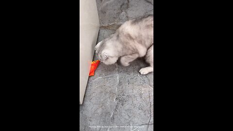 smar 🐱 cat