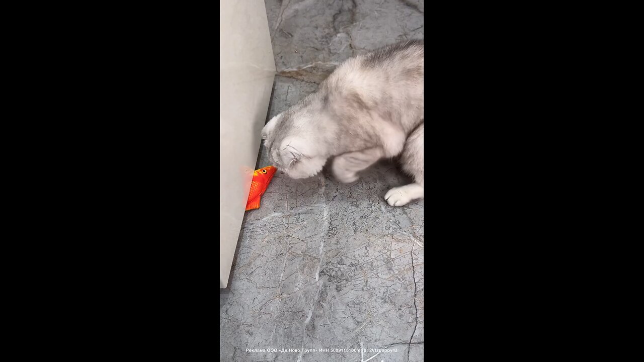 smar 🐱 cat