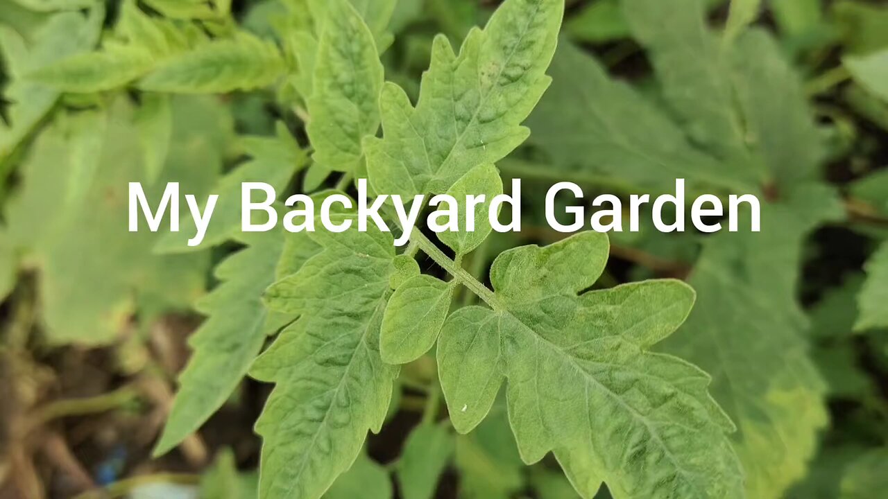 My Backyard Garden