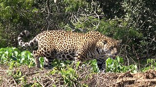 Pregnant jaguar with injured jaw hunts along riverbank