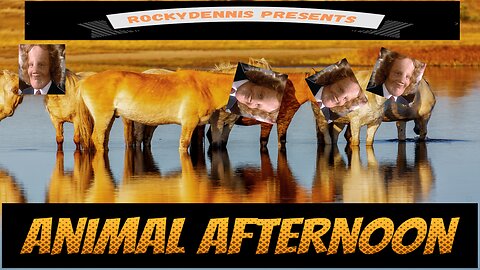 Rockydennis Presents Animal Afternoon