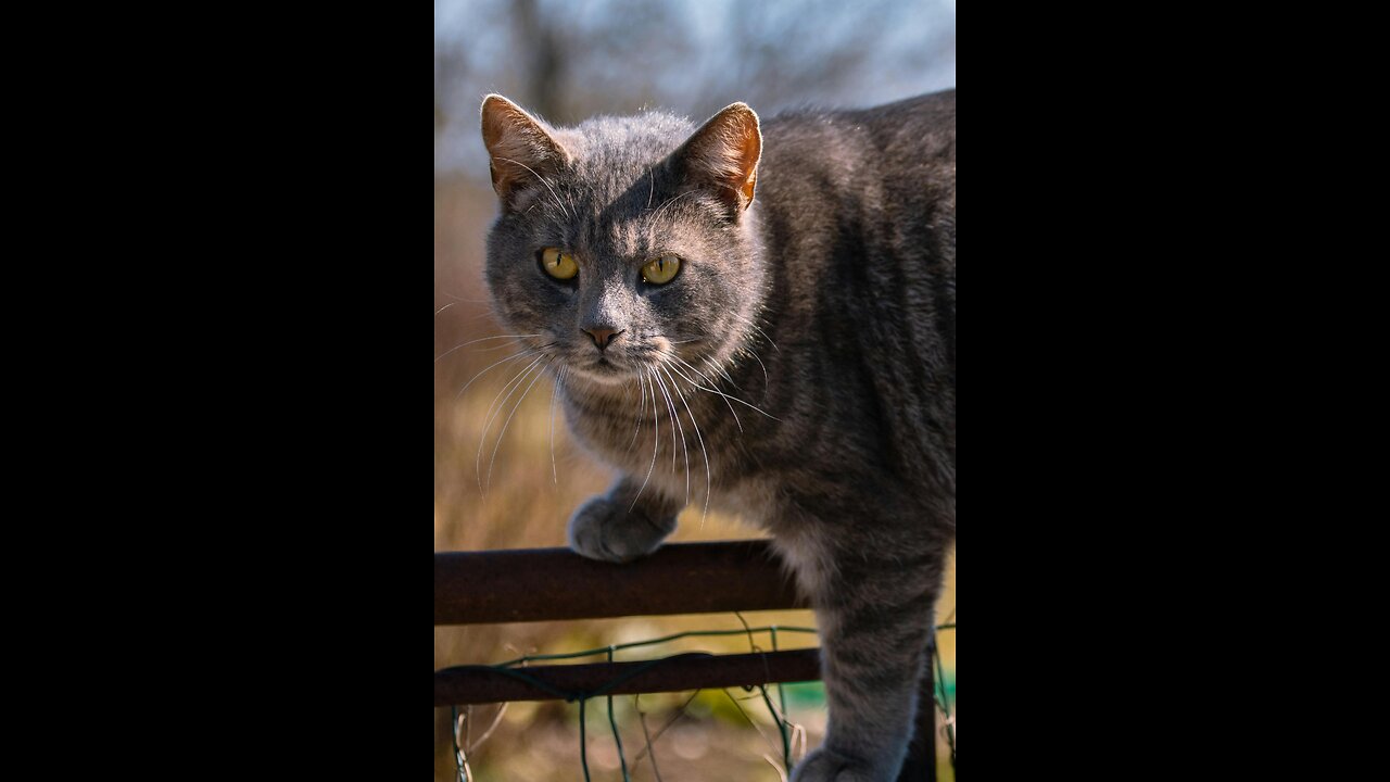 happy pet, maybe a cat or dog? Here’s one: