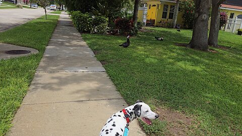 Luna and the Ducks