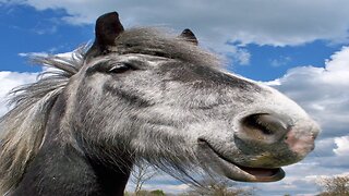 Horse🐴With🗡️Machete⚔️👀🤣😎🍺