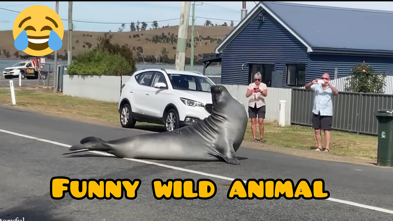 The funniest wild animal..!!🙀😸
