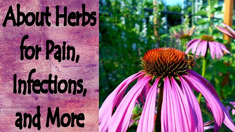 Herbs for Pain, Infections, and More