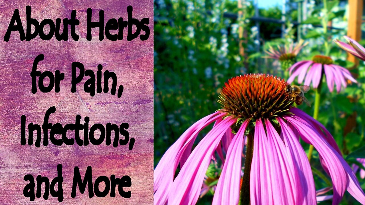 Herbs for Pain, Infections, and More